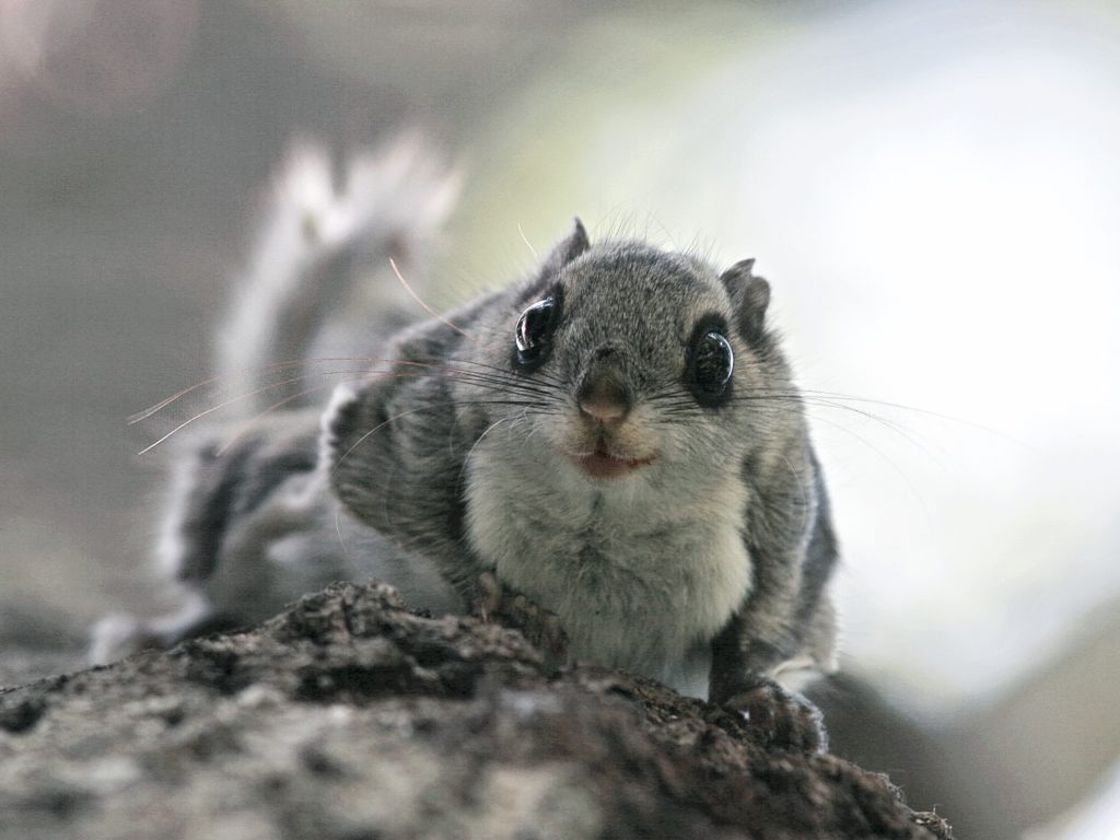 2017 – Siberian flying squirrel population genetic study | Lutreola